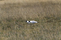 Andean gull, Antisana Ecological Reserve, Ecuador https://www.jungledragon.com/image/129985/andean_gull_-_foraging_antisana_ecological_reserve_ecuador.html<br />
https://www.jungledragon.com/image/129986/andean_gull_-_closeup_antisana_ecological_reserve_ecuador.html<br />
 Andean gull,Antisana Ecological Reserve,Chroicocephalus serranus,Ecuador,Ecuador 2021,Geotagged,South America,Spring,World
