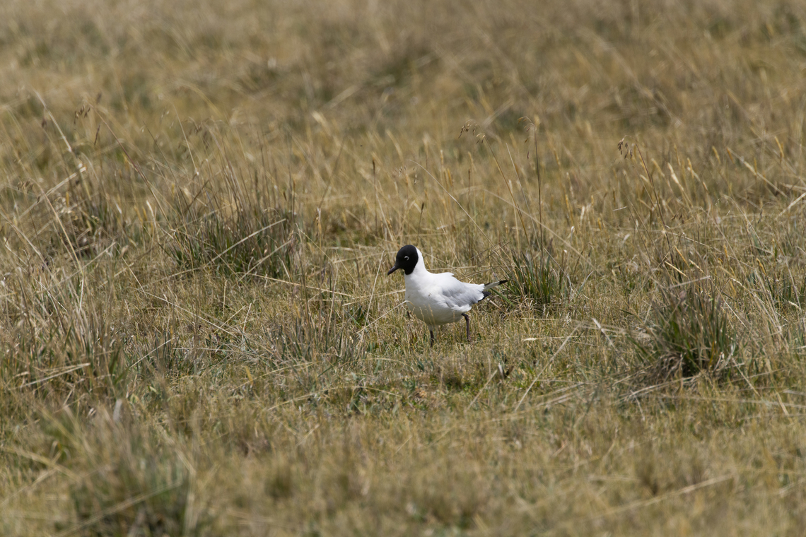 Andean gull - foraging, Antisana Ecological Reserve, Ecuador <figure class="photo"><a href="https://www.jungledragon.com/image/129984/andean_gull_antisana_ecological_reserve_ecuador.html" title="Andean gull, Antisana Ecological Reserve, Ecuador"><img src="https://s3.amazonaws.com/media.jungledragon.com/images/2/129984_thumb.jpg?AWSAccessKeyId=05GMT0V3GWVNE7GGM1R2&Expires=1759968010&Signature=qjlhAYY9qO8Bw%2F8IpVpi17vRvW0%3D" width="200" height="134" alt="Andean gull, Antisana Ecological Reserve, Ecuador https://www.jungledragon.com/image/129985/andean_gull_-_foraging_antisana_ecological_reserve_ecuador.html<br />
https://www.jungledragon.com/image/129986/andean_gull_-_closeup_antisana_ecological_reserve_ecuador.html<br />
 Andean gull,Antisana Ecological Reserve,Chroicocephalus serranus,Ecuador,Ecuador 2021,Geotagged,South America,Spring,World" /></a></figure><br />
<figure class="photo"><a href="https://www.jungledragon.com/image/129986/andean_gull_-_closeup_antisana_ecological_reserve_ecuador.html" title="Andean gull - closeup, Antisana Ecological Reserve, Ecuador"><img src="https://s3.amazonaws.com/media.jungledragon.com/images/2/129986_thumb.jpg?AWSAccessKeyId=05GMT0V3GWVNE7GGM1R2&Expires=1759968010&Signature=ephJRLNPTSwcbiHjtHXLisyxDuE%3D" width="200" height="134" alt="Andean gull - closeup, Antisana Ecological Reserve, Ecuador https://www.jungledragon.com/image/129984/andean_gull_antisana_ecological_reserve_ecuador.html<br />
https://www.jungledragon.com/image/129985/andean_gull_-_foraging_antisana_ecological_reserve_ecuador.html Andean gull,Antisana Ecological Reserve,Chroicocephalus serranus,Ecuador,Ecuador 2021,Geotagged,South America,Spring,World" /></a></figure> Andean gull,Antisana Ecological Reserve,Chroicocephalus serranus,Ecuador,Ecuador 2021,Geotagged,South America,Spring,World