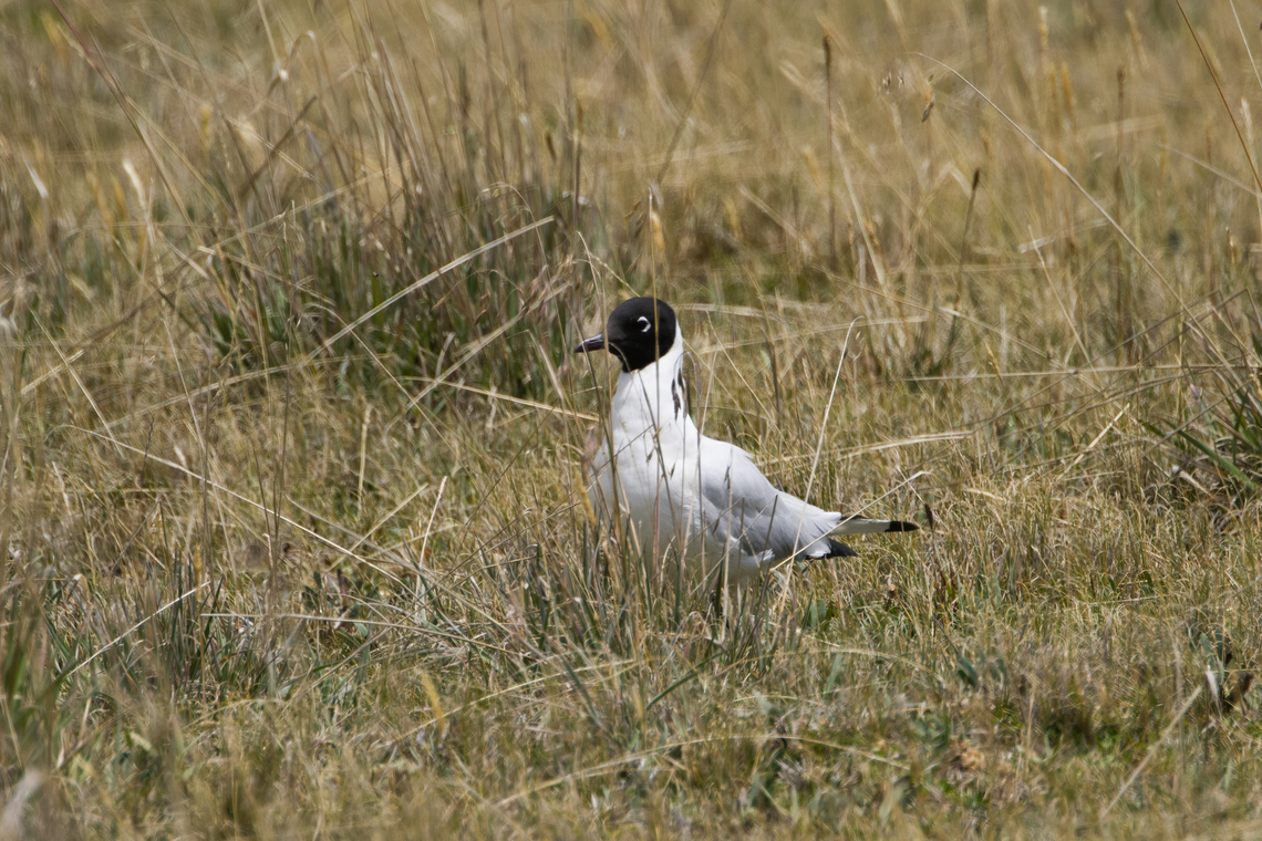 Andean gull - closeup, Antisana Ecological Reserve, Ecuador <figure class="photo"><a href="https://www.jungledragon.com/image/129984/andean_gull_antisana_ecological_reserve_ecuador.html" title="Andean gull, Antisana Ecological Reserve, Ecuador"><img src="https://s3.amazonaws.com/media.jungledragon.com/images/2/129984_thumb.jpg?AWSAccessKeyId=05GMT0V3GWVNE7GGM1R2&Expires=1759968010&Signature=qjlhAYY9qO8Bw%2F8IpVpi17vRvW0%3D" width="200" height="134" alt="Andean gull, Antisana Ecological Reserve, Ecuador https://www.jungledragon.com/image/129985/andean_gull_-_foraging_antisana_ecological_reserve_ecuador.html<br />
https://www.jungledragon.com/image/129986/andean_gull_-_closeup_antisana_ecological_reserve_ecuador.html<br />
 Andean gull,Antisana Ecological Reserve,Chroicocephalus serranus,Ecuador,Ecuador 2021,Geotagged,South America,Spring,World" /></a></figure><br />
<figure class="photo"><a href="https://www.jungledragon.com/image/129985/andean_gull_-_foraging_antisana_ecological_reserve_ecuador.html" title="Andean gull - foraging, Antisana Ecological Reserve, Ecuador"><img src="https://s3.amazonaws.com/media.jungledragon.com/images/2/129985_thumb.jpg?AWSAccessKeyId=05GMT0V3GWVNE7GGM1R2&Expires=1759968010&Signature=Dlyn5TjlRwlc4wrSklZ73%2FpJZfw%3D" width="200" height="134" alt="Andean gull - foraging, Antisana Ecological Reserve, Ecuador https://www.jungledragon.com/image/129984/andean_gull_antisana_ecological_reserve_ecuador.html<br />
https://www.jungledragon.com/image/129986/andean_gull_-_closeup_antisana_ecological_reserve_ecuador.html Andean gull,Antisana Ecological Reserve,Chroicocephalus serranus,Ecuador,Ecuador 2021,Geotagged,South America,Spring,World" /></a></figure> Andean gull,Antisana Ecological Reserve,Chroicocephalus serranus,Ecuador,Ecuador 2021,Geotagged,South America,Spring,World