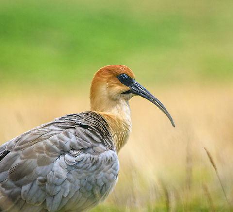 Andean ibis - closeup, Antisana Ecological Reserve, Ecuador Another lucky encounter. This bird is very rare in Ecuador and near threatened in general. Most observations from Ecuador are in this area (eastern high lands) yet still our guide and driver Luis Perez had never seen one in his life. To add to the excitement, it was an upclose meeting with a very cooperative couple.

Some sources consider this to be the Black-faced Ibis, where the Andean Ibis is a subspecies. 
https://www.jungledragon.com/image/129992/andean_ibis_-_couple_antisana_ecological_reserve_ecuador.html
https://www.jungledragon.com/image/129991/andean_ibis_-_couple_grooming_antisana_ecological_reserve_ecuador.html
https://www.jungledragon.com/image/129990/andean_ibis_-_posing_antisana_ecological_reserve_ecuador.html
https://www.jungledragon.com/image/129993/andean_ibis_antisana_ecological_reserve_ecuador.html Andean ibis,Antisana Ecological Reserve,Ecuador,Ecuador 2021,Geotagged,South America,Spring,Theristicus branickii,World
