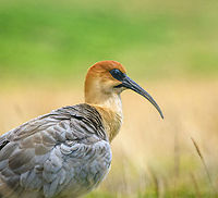 Andean ibis - closeup, Antisana Ecological Reserve, Ecuador Another lucky encounter. This bird is very rare in Ecuador and near threatened in general. Most observations from Ecuador are in this area (eastern high lands) yet still our guide and driver Luis Perez had never seen one in his life. To add to the excitement, it was an upclose meeting with a very cooperative couple.<br />
<br />
Some sources consider this to be the Black-faced Ibis, where the Andean Ibis is a subspecies. <br />
https://www.jungledragon.com/image/129992/andean_ibis_-_couple_antisana_ecological_reserve_ecuador.html<br />
https://www.jungledragon.com/image/129991/andean_ibis_-_couple_grooming_antisana_ecological_reserve_ecuador.html<br />
https://www.jungledragon.com/image/129990/andean_ibis_-_posing_antisana_ecological_reserve_ecuador.html<br />
https://www.jungledragon.com/image/129993/andean_ibis_antisana_ecological_reserve_ecuador.html Andean ibis,Antisana Ecological Reserve,Ecuador,Ecuador 2021,Geotagged,South America,Spring,Theristicus branickii,World