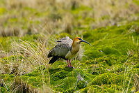 Andean ibis - posing, Antisana Ecological Reserve, Ecuador Another lucky encounter. This bird is very rare in Ecuador and near threatened in general. Most observations from Ecuador are in this area (eastern high lands) yet still our guide and driver Luis Perez had never seen one in his life. To add to the excitement, it was an upclose meeting with a very cooperative couple.<br />
<br />
Some sources consider this to be the Black-faced Ibis, where the Andean Ibis is a subspecies. <br />
https://www.jungledragon.com/image/129992/andean_ibis_-_couple_antisana_ecological_reserve_ecuador.html<br />
https://www.jungledragon.com/image/129991/andean_ibis_-_couple_grooming_antisana_ecological_reserve_ecuador.html<br />
https://www.jungledragon.com/image/129993/andean_ibis_antisana_ecological_reserve_ecuador.html<br />
https://www.jungledragon.com/image/129989/andean_ibis_-_closeup_antisana_ecological_reserve_ecuador.html Andean ibis,Antisana Ecological Reserve,Ecuador,Ecuador 2021,Geotagged,South America,Spring,Theristicus branickii,World