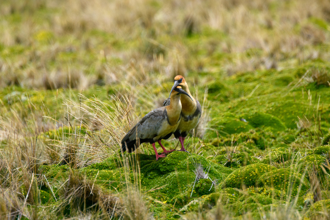 Andean ibis - couple grooming, Antisana Ecological Reserve, Ecuador Another lucky encounter. This bird is very rare in Ecuador and near threatened in general. Most observations from Ecuador are in this area (eastern high lands) yet still our guide and driver Luis Perez had never seen one in his life. To add to the excitement, it was an upclose meeting with a very cooperative couple.<br />
<br />
Some sources consider this to be the Black-faced Ibis, where the Andean Ibis is a subspecies. <br />
<figure class="photo"><a href="https://www.jungledragon.com/image/129992/andean_ibis_-_couple_antisana_ecological_reserve_ecuador.html" title="Andean ibis - couple, Antisana Ecological Reserve, Ecuador"><img src="https://s3.amazonaws.com/media.jungledragon.com/images/2/129992_thumb.jpg?AWSAccessKeyId=05GMT0V3GWVNE7GGM1R2&Expires=1769040010&Signature=lODzE6zZvSKwBIbNb%2FhiHqebCTs%3D" width="200" height="134" alt="Andean ibis - couple, Antisana Ecological Reserve, Ecuador Another lucky encounter. This bird is very rare in Ecuador and near threatened in general. Most observations from Ecuador are in this area (eastern high lands) yet still our guide and driver Luis Perez had never seen one in his life. To add to the excitement, it was an upclose meeting with a very cooperative couple.<br />
<br />
Some sources consider this to be the Black-faced Ibis, where the Andean Ibis is a subspecies. <br />
https://www.jungledragon.com/image/129991/andean_ibis_-_couple_grooming_antisana_ecological_reserve_ecuador.html<br />
https://www.jungledragon.com/image/129990/andean_ibis_-_posing_antisana_ecological_reserve_ecuador.html<br />
https://www.jungledragon.com/image/129993/andean_ibis_antisana_ecological_reserve_ecuador.html<br />
https://www.jungledragon.com/image/129989/andean_ibis_-_closeup_antisana_ecological_reserve_ecuador.html Andean ibis,Antisana Ecological Reserve,Ecuador,Ecuador 2021,Geotagged,South America,Spring,Theristicus branickii,World" /></a></figure><br />
<figure class="photo"><a href="https://www.jungledragon.com/image/129990/andean_ibis_-_posing_antisana_ecological_reserve_ecuador.html" title="Andean ibis - posing, Antisana Ecological Reserve, Ecuador"><img src="https://s3.amazonaws.com/media.jungledragon.com/images/2/129990_thumb.jpg?AWSAccessKeyId=05GMT0V3GWVNE7GGM1R2&Expires=1769040010&Signature=X88r%2BmA%2FFTtggyqWsvT0JqHfToU%3D" width="200" height="134" alt="Andean ibis - posing, Antisana Ecological Reserve, Ecuador Another lucky encounter. This bird is very rare in Ecuador and near threatened in general. Most observations from Ecuador are in this area (eastern high lands) yet still our guide and driver Luis Perez had never seen one in his life. To add to the excitement, it was an upclose meeting with a very cooperative couple.<br />
<br />
Some sources consider this to be the Black-faced Ibis, where the Andean Ibis is a subspecies. <br />
https://www.jungledragon.com/image/129992/andean_ibis_-_couple_antisana_ecological_reserve_ecuador.html<br />
https://www.jungledragon.com/image/129991/andean_ibis_-_couple_grooming_antisana_ecological_reserve_ecuador.html<br />
https://www.jungledragon.com/image/129993/andean_ibis_antisana_ecological_reserve_ecuador.html<br />
https://www.jungledragon.com/image/129989/andean_ibis_-_closeup_antisana_ecological_reserve_ecuador.html Andean ibis,Antisana Ecological Reserve,Ecuador,Ecuador 2021,Geotagged,South America,Spring,Theristicus branickii,World" /></a></figure><br />
<figure class="photo"><a href="https://www.jungledragon.com/image/129993/andean_ibis_antisana_ecological_reserve_ecuador.html" title="Andean ibis, Antisana Ecological Reserve, Ecuador"><img src="https://s3.amazonaws.com/media.jungledragon.com/images/2/129993_thumb.jpg?AWSAccessKeyId=05GMT0V3GWVNE7GGM1R2&Expires=1769040010&Signature=WgGNW%2B2ANW%2B3KjH5ixM3ULIGurU%3D" width="200" height="134" alt="Andean ibis, Antisana Ecological Reserve, Ecuador Another lucky encounter. This bird is very rare in Ecuador and near threatened in general. Most observations from Ecuador are in this area (eastern high lands) yet still our guide and driver Luis Perez had never seen one in his life. To add to the excitement, it was an upclose meeting with a very cooperative couple.<br />
<br />
Some sources consider this to be the Black-faced Ibis, where the Andean Ibis is a subspecies. <br />
https://www.jungledragon.com/image/129992/andean_ibis_-_couple_antisana_ecological_reserve_ecuador.html<br />
https://www.jungledragon.com/image/129991/andean_ibis_-_couple_grooming_antisana_ecological_reserve_ecuador.html<br />
https://www.jungledragon.com/image/129990/andean_ibis_-_posing_antisana_ecological_reserve_ecuador.html<br />
https://www.jungledragon.com/image/129989/andean_ibis_-_closeup_antisana_ecological_reserve_ecuador.html Andean ibis,Antisana Ecological Reserve,Ecuador,Ecuador 2021,Geotagged,South America,Spring,Theristicus branickii,World" /></a></figure><br />
<figure class="photo"><a href="https://www.jungledragon.com/image/129989/andean_ibis_-_closeup_antisana_ecological_reserve_ecuador.html" title="Andean ibis - closeup, Antisana Ecological Reserve, Ecuador"><img src="https://s3.amazonaws.com/media.jungledragon.com/images/2/129989_thumb.jpg?AWSAccessKeyId=05GMT0V3GWVNE7GGM1R2&Expires=1769040010&Signature=asDXv4%2FbmTQ7M8AuY%2FS9tjA%2BN%2Fc%3D" width="200" height="182" alt="Andean ibis - closeup, Antisana Ecological Reserve, Ecuador Another lucky encounter. This bird is very rare in Ecuador and near threatened in general. Most observations from Ecuador are in this area (eastern high lands) yet still our guide and driver Luis Perez had never seen one in his life. To add to the excitement, it was an upclose meeting with a very cooperative couple.<br />
<br />
Some sources consider this to be the Black-faced Ibis, where the Andean Ibis is a subspecies. <br />
https://www.jungledragon.com/image/129992/andean_ibis_-_couple_antisana_ecological_reserve_ecuador.html<br />
https://www.jungledragon.com/image/129991/andean_ibis_-_couple_grooming_antisana_ecological_reserve_ecuador.html<br />
https://www.jungledragon.com/image/129990/andean_ibis_-_posing_antisana_ecological_reserve_ecuador.html<br />
https://www.jungledragon.com/image/129993/andean_ibis_antisana_ecological_reserve_ecuador.html Andean ibis,Antisana Ecological Reserve,Ecuador,Ecuador 2021,Geotagged,South America,Spring,Theristicus branickii,World" /></a></figure> Andean ibis,Antisana Ecological Reserve,Ecuador,Ecuador 2021,Geotagged,South America,Spring,Theristicus branickii,World
