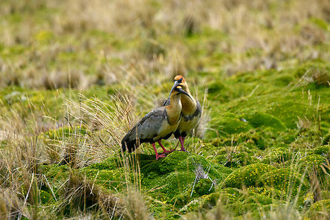 Andean ibis - couple grooming, Antisana Ecological Reserve, Ecuador Another lucky encounter. This bird is very rare in Ecuador and near threatened in general. Most observations from Ecuador are in this area (eastern high lands) yet still our guide and driver Luis Perez had never seen one in his life. To add to the excitement, it was an upclose meeting with a very cooperative couple.

Some sources consider this to be the Black-faced Ibis, where the Andean Ibis is a subspecies. 
https://www.jungledragon.com/image/129992/andean_ibis_-_couple_antisana_ecological_reserve_ecuador.html
https://www.jungledragon.com/image/129990/andean_ibis_-_posing_antisana_ecological_reserve_ecuador.html
https://www.jungledragon.com/image/129993/andean_ibis_antisana_ecological_reserve_ecuador.html
https://www.jungledragon.com/image/129989/andean_ibis_-_closeup_antisana_ecological_reserve_ecuador.html Andean ibis,Antisana Ecological Reserve,Ecuador,Ecuador 2021,Geotagged,South America,Spring,Theristicus branickii,World