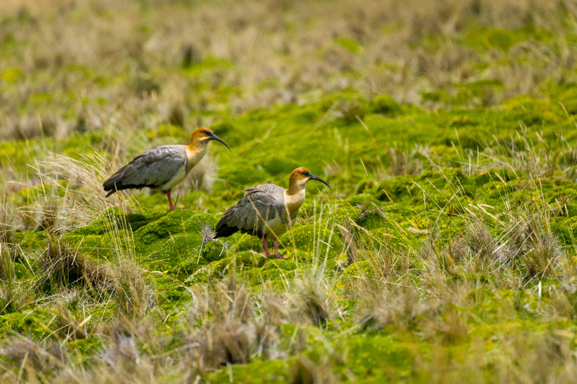 Andean ibis - couple, Antisana Ecological Reserve, Ecuador Another lucky encounter. This bird is very rare in Ecuador and near threatened in general. Most observations from Ecuador are in this area (eastern high lands) yet still our guide and driver Luis Perez had never seen one in his life. To add to the excitement, it was an upclose meeting with a very cooperative couple.<br />
<br />
Some sources consider this to be the Black-faced Ibis, where the Andean Ibis is a subspecies. <br />
<figure class="photo"><a href="https://www.jungledragon.com/image/129991/andean_ibis_-_couple_grooming_antisana_ecological_reserve_ecuador.html" title="Andean ibis - couple grooming, Antisana Ecological Reserve, Ecuador"><img src="https://s3.amazonaws.com/media.jungledragon.com/images/2/129991_thumb.jpg?AWSAccessKeyId=05GMT0V3GWVNE7GGM1R2&Expires=1759968010&Signature=nCRLpiMKTEIcCzCToH4iSN%2F723E%3D" width="200" height="134" alt="Andean ibis - couple grooming, Antisana Ecological Reserve, Ecuador Another lucky encounter. This bird is very rare in Ecuador and near threatened in general. Most observations from Ecuador are in this area (eastern high lands) yet still our guide and driver Luis Perez had never seen one in his life. To add to the excitement, it was an upclose meeting with a very cooperative couple.<br />
<br />
Some sources consider this to be the Black-faced Ibis, where the Andean Ibis is a subspecies. <br />
https://www.jungledragon.com/image/129992/andean_ibis_-_couple_antisana_ecological_reserve_ecuador.html<br />
https://www.jungledragon.com/image/129990/andean_ibis_-_posing_antisana_ecological_reserve_ecuador.html<br />
https://www.jungledragon.com/image/129993/andean_ibis_antisana_ecological_reserve_ecuador.html<br />
https://www.jungledragon.com/image/129989/andean_ibis_-_closeup_antisana_ecological_reserve_ecuador.html Andean ibis,Antisana Ecological Reserve,Ecuador,Ecuador 2021,Geotagged,South America,Spring,Theristicus branickii,World" /></a></figure><br />
<figure class="photo"><a href="https://www.jungledragon.com/image/129990/andean_ibis_-_posing_antisana_ecological_reserve_ecuador.html" title="Andean ibis - posing, Antisana Ecological Reserve, Ecuador"><img src="https://s3.amazonaws.com/media.jungledragon.com/images/2/129990_thumb.jpg?AWSAccessKeyId=05GMT0V3GWVNE7GGM1R2&Expires=1759968010&Signature=qKS1uHScRiRb0XHfxlQ5TbGwIFs%3D" width="200" height="134" alt="Andean ibis - posing, Antisana Ecological Reserve, Ecuador Another lucky encounter. This bird is very rare in Ecuador and near threatened in general. Most observations from Ecuador are in this area (eastern high lands) yet still our guide and driver Luis Perez had never seen one in his life. To add to the excitement, it was an upclose meeting with a very cooperative couple.<br />
<br />
Some sources consider this to be the Black-faced Ibis, where the Andean Ibis is a subspecies. <br />
https://www.jungledragon.com/image/129992/andean_ibis_-_couple_antisana_ecological_reserve_ecuador.html<br />
https://www.jungledragon.com/image/129991/andean_ibis_-_couple_grooming_antisana_ecological_reserve_ecuador.html<br />
https://www.jungledragon.com/image/129993/andean_ibis_antisana_ecological_reserve_ecuador.html<br />
https://www.jungledragon.com/image/129989/andean_ibis_-_closeup_antisana_ecological_reserve_ecuador.html Andean ibis,Antisana Ecological Reserve,Ecuador,Ecuador 2021,Geotagged,South America,Spring,Theristicus branickii,World" /></a></figure><br />
<figure class="photo"><a href="https://www.jungledragon.com/image/129993/andean_ibis_antisana_ecological_reserve_ecuador.html" title="Andean ibis, Antisana Ecological Reserve, Ecuador"><img src="https://s3.amazonaws.com/media.jungledragon.com/images/2/129993_thumb.jpg?AWSAccessKeyId=05GMT0V3GWVNE7GGM1R2&Expires=1759968010&Signature=Sx142amTBAWQ80J7kTTJlXHtSvw%3D" width="200" height="134" alt="Andean ibis, Antisana Ecological Reserve, Ecuador Another lucky encounter. This bird is very rare in Ecuador and near threatened in general. Most observations from Ecuador are in this area (eastern high lands) yet still our guide and driver Luis Perez had never seen one in his life. To add to the excitement, it was an upclose meeting with a very cooperative couple.<br />
<br />
Some sources consider this to be the Black-faced Ibis, where the Andean Ibis is a subspecies. <br />
https://www.jungledragon.com/image/129992/andean_ibis_-_couple_antisana_ecological_reserve_ecuador.html<br />
https://www.jungledragon.com/image/129991/andean_ibis_-_couple_grooming_antisana_ecological_reserve_ecuador.html<br />
https://www.jungledragon.com/image/129990/andean_ibis_-_posing_antisana_ecological_reserve_ecuador.html<br />
https://www.jungledragon.com/image/129989/andean_ibis_-_closeup_antisana_ecological_reserve_ecuador.html Andean ibis,Antisana Ecological Reserve,Ecuador,Ecuador 2021,Geotagged,South America,Spring,Theristicus branickii,World" /></a></figure><br />
<figure class="photo"><a href="https://www.jungledragon.com/image/129989/andean_ibis_-_closeup_antisana_ecological_reserve_ecuador.html" title="Andean ibis - closeup, Antisana Ecological Reserve, Ecuador"><img src="https://s3.amazonaws.com/media.jungledragon.com/images/2/129989_thumb.jpg?AWSAccessKeyId=05GMT0V3GWVNE7GGM1R2&Expires=1759968010&Signature=c3%2FfcsnH4UIM66qhrhyn%2B2HaCyw%3D" width="200" height="182" alt="Andean ibis - closeup, Antisana Ecological Reserve, Ecuador Another lucky encounter. This bird is very rare in Ecuador and near threatened in general. Most observations from Ecuador are in this area (eastern high lands) yet still our guide and driver Luis Perez had never seen one in his life. To add to the excitement, it was an upclose meeting with a very cooperative couple.<br />
<br />
Some sources consider this to be the Black-faced Ibis, where the Andean Ibis is a subspecies. <br />
https://www.jungledragon.com/image/129992/andean_ibis_-_couple_antisana_ecological_reserve_ecuador.html<br />
https://www.jungledragon.com/image/129991/andean_ibis_-_couple_grooming_antisana_ecological_reserve_ecuador.html<br />
https://www.jungledragon.com/image/129990/andean_ibis_-_posing_antisana_ecological_reserve_ecuador.html<br />
https://www.jungledragon.com/image/129993/andean_ibis_antisana_ecological_reserve_ecuador.html Andean ibis,Antisana Ecological Reserve,Ecuador,Ecuador 2021,Geotagged,South America,Spring,Theristicus branickii,World" /></a></figure> Andean ibis,Antisana Ecological Reserve,Ecuador,Ecuador 2021,Geotagged,South America,Spring,Theristicus branickii,World