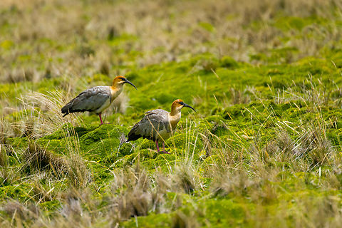 Andean ibis - couple, Antisana Ecological Reserve, Ecuador Another lucky encounter. This bird is very rare in Ecuador and near threatened in general. Most observations from Ecuador are in this area (eastern high lands) yet still our guide and driver Luis Perez had never seen one in his life. To add to the excitement, it was an upclose meeting with a very cooperative couple.

Some sources consider this to be the Black-faced Ibis, where the Andean Ibis is a subspecies. 
https://www.jungledragon.com/image/129991/andean_ibis_-_couple_grooming_antisana_ecological_reserve_ecuador.html
https://www.jungledragon.com/image/129990/andean_ibis_-_posing_antisana_ecological_reserve_ecuador.html
https://www.jungledragon.com/image/129993/andean_ibis_antisana_ecological_reserve_ecuador.html
https://www.jungledragon.com/image/129989/andean_ibis_-_closeup_antisana_ecological_reserve_ecuador.html Andean ibis,Antisana Ecological Reserve,Ecuador,Ecuador 2021,Geotagged,South America,Spring,Theristicus branickii,World