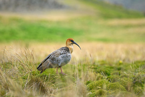 Andean ibis, Antisana Ecological Reserve, Ecuador Another lucky encounter. This bird is very rare in Ecuador and near threatened in general. Most observations from Ecuador are in this area (eastern high lands) yet still our guide and driver Luis Perez had never seen one in his life. To add to the excitement, it was an upclose meeting with a very cooperative couple.

Some sources consider this to be the Black-faced Ibis, where the Andean Ibis is a subspecies. 
https://www.jungledragon.com/image/129992/andean_ibis_-_couple_antisana_ecological_reserve_ecuador.html
https://www.jungledragon.com/image/129991/andean_ibis_-_couple_grooming_antisana_ecological_reserve_ecuador.html
https://www.jungledragon.com/image/129990/andean_ibis_-_posing_antisana_ecological_reserve_ecuador.html
https://www.jungledragon.com/image/129989/andean_ibis_-_closeup_antisana_ecological_reserve_ecuador.html Andean ibis,Antisana Ecological Reserve,Ecuador,Ecuador 2021,Geotagged,South America,Spring,Theristicus branickii,World