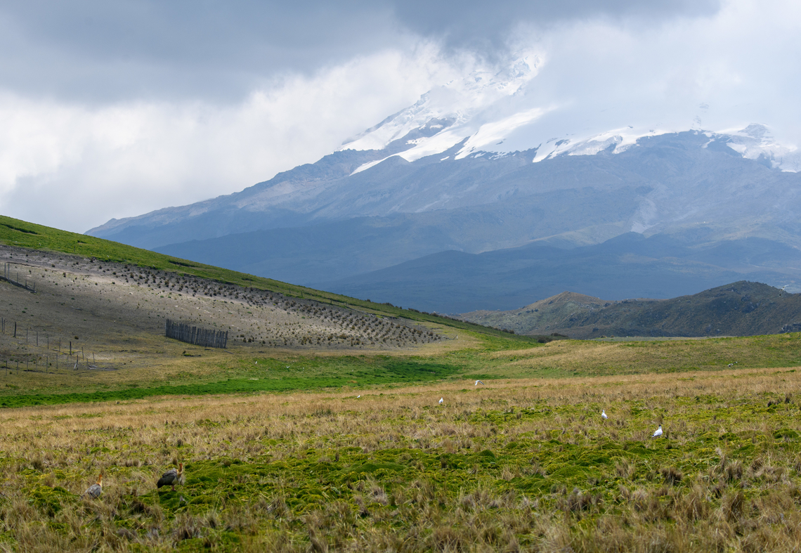 Antisana Reserve landscape, Ecuador Scenery with in the bottom left a pair of Andean Ibis, the white birds are Andean Gulls. The snowy peak in the background is Antisana Volcano. Do you see an Andean Condor? Antisana Ecological Reserve,Ecuador,Ecuador 2021,Geotagged,South America,Spring,World