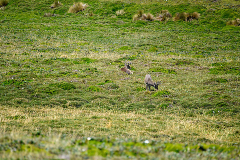 White-tailed deer grazing, Antisana Ecological Reserve, Ecuador Two males in the distance, one grazing, the other may be on watch duty. Antisana Ecological Reserve,Ecuador,Ecuador 2021,Geotagged,Odocoileus virginianus,South America,Spring,White-tailed deer,World