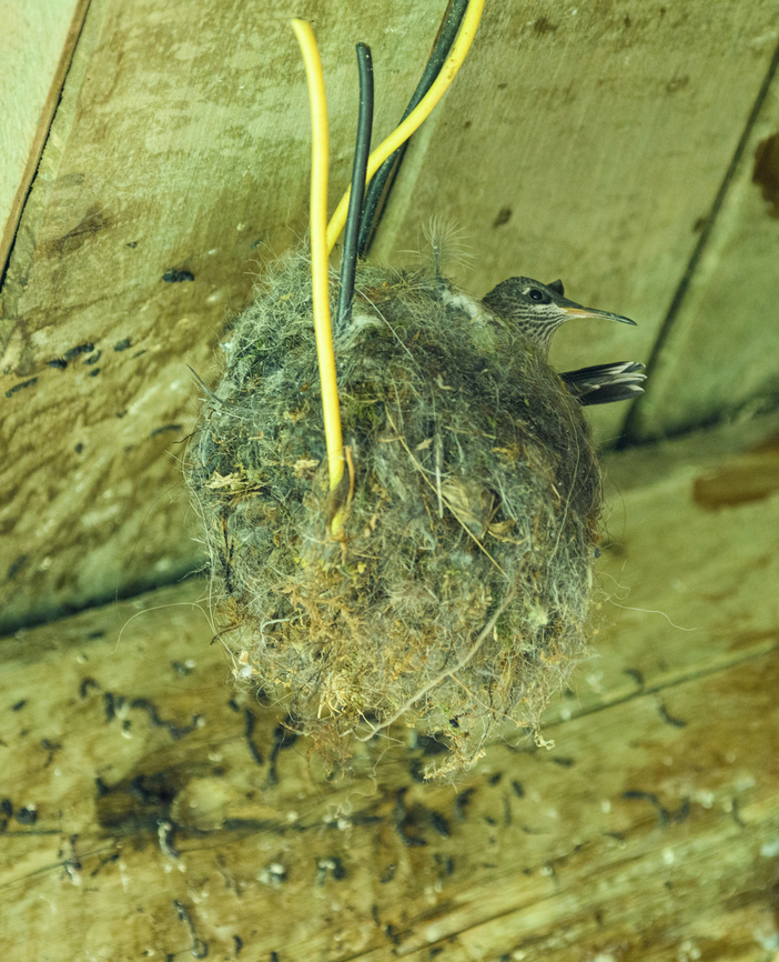 Ecuadorian hillstar - female nesting, Antisana Ecological Reserve, Ecuador And now we know why a female Ecuadorian hillstar was so obsessed with this old shed, she&#039;s nesting inside. Antisana Ecological Reserve,Ecuador,Ecuador 2021,Ecuadorian hillstar,Geotagged,Oreotrochilus chimborazo,South America,Spring,World