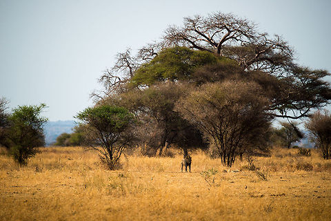 Lion and lioness mating in Tarangire, Tanzania This male lion (standing) and lioness (laying down) are into an intense mating mode that can last several days and take dozens of "sessions". Here's a bizarre fact I learned there: it is common for direct brothers of the male lion to "help out". Seriously, that's what our guide told us, and we actually saw it happening. Africa,Lion,Panthera leo,Tanzania,Tarangire,Tarangire National Park