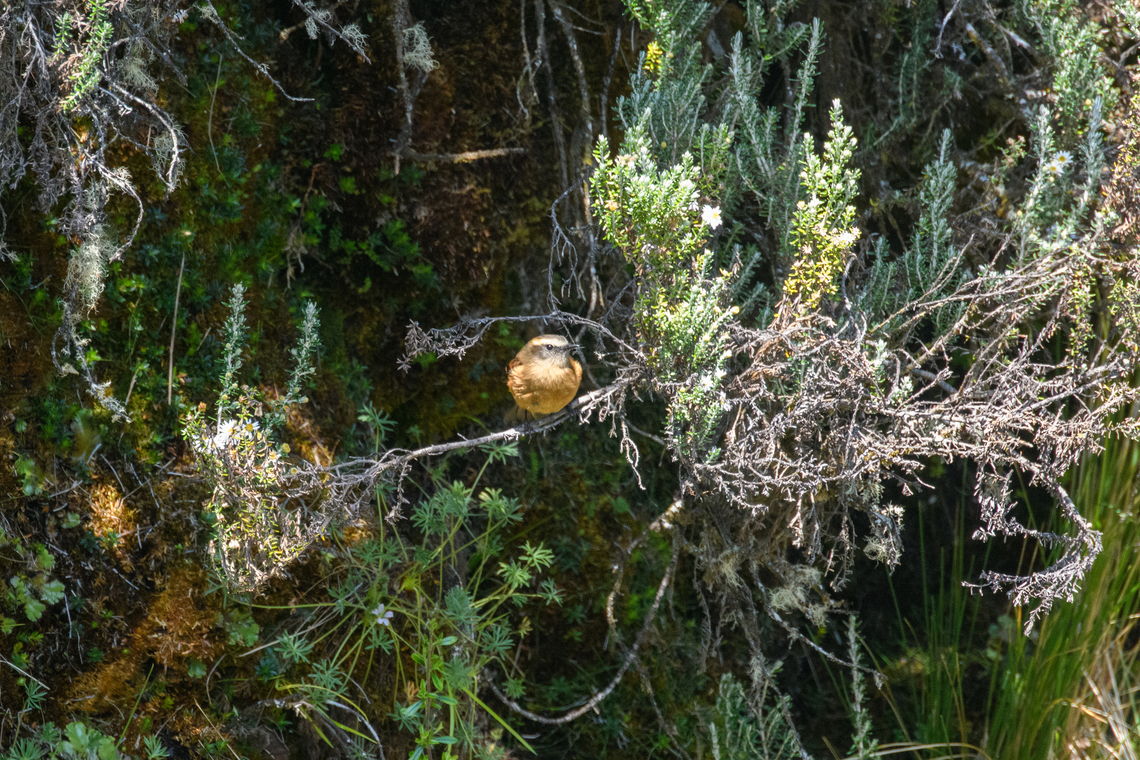Brown-backed chat-tyrant, Antisana Ecological Reserve, Ecuador  Antisana Ecological Reserve,Brown-backed chat-tyrant,Ecuador,Ecuador 2021,Geotagged,Ochthoeca fumicolor,South America,Spring,World