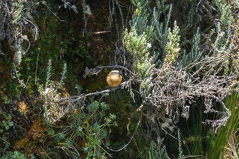 Brown-backed chat-tyrant, Antisana Ecological Reserve, Ecuador  Antisana Ecological Reserve,Brown-backed chat-tyrant,Ecuador,Ecuador 2021,Geotagged,Ochthoeca fumicolor,South America,Spring,World