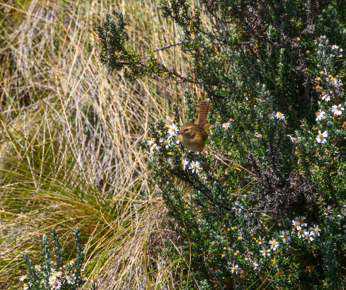 Grass Wren, Antisana Ecological Reserve, Ecuador Species discussion pending as this species will be split, see discussion here:<br />
<figure class="photo"><a href="https://www.jungledragon.com/image/81283/sedge_wren_cistothorus_stellaris.html" title="Sedge wren (Cistothorus stellaris)"><img src="https://s3.amazonaws.com/media.jungledragon.com/images/2959/81283_thumb.JPG?AWSAccessKeyId=05GMT0V3GWVNE7GGM1R2&Expires=1769040010&Signature=hk4IzoePAGW6CQTGc5aZkH3QDVc%3D" width="200" height="134" alt="Sedge wren (Cistothorus stellaris) Neal Smith NWR, Iowa. Jun 29, 2019 Cistothorus stellaris,Geotagged,Sedge wren,Summer,United States" /></a></figure> Antisana Ecological Reserve,Cistothorus platensis,Ecuador,Ecuador 2021,Geotagged,Grass wren,South America,Spring,World