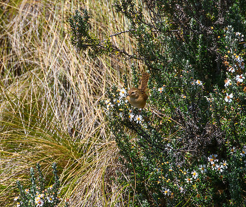 Grass Wren, Antisana Ecological Reserve, Ecuador Species discussion pending as this species will be split, see discussion here:
https://www.jungledragon.com/image/81283/sedge_wren_cistothorus_stellaris.html Antisana Ecological Reserve,Cistothorus platensis,Ecuador,Ecuador 2021,Geotagged,Grass wren,South America,Spring,World