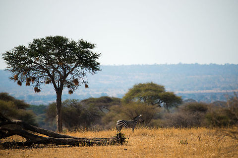 I smell lion This courageous Zebra is leading a herd of Zebras and Wildebeests, yet it freezes when it smells the scent of a lion. Africa,Equus quagga,Plains zebra,Tanzania,Tarangire,Tarangire National Park