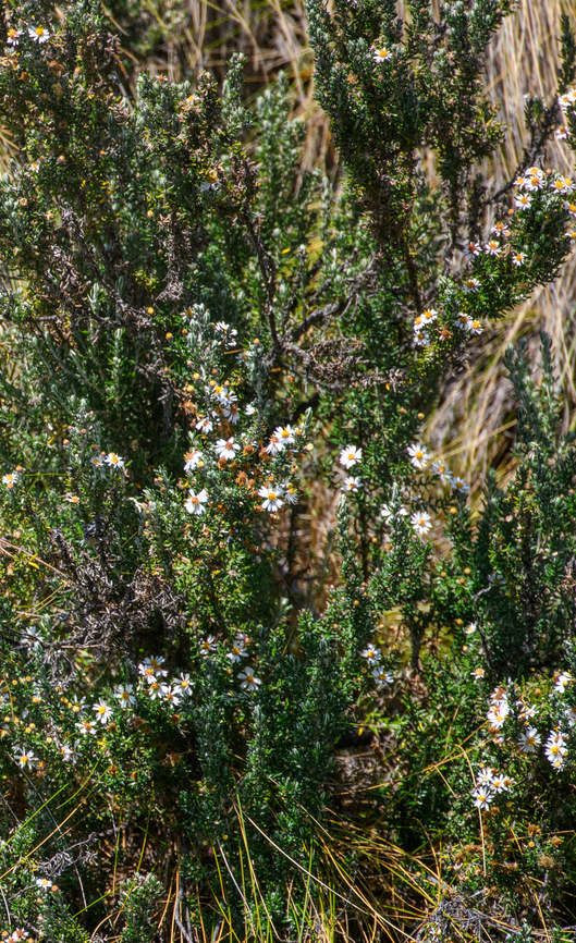 Diplostephium hartwegii, Antisana Ecological Reserve, Ecuador Reusing the background of one of my bird photos, I basically accidentally captured this plant :) Antisana Ecological Reserve,Diplostephium hartwegii,Ecuador,Ecuador 2021,Geotagged,Páramo,South America,Spring,World