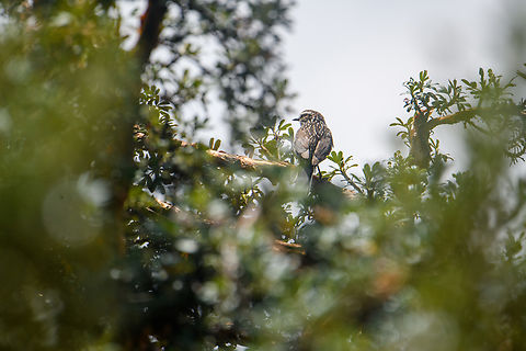 Andean tit-spinetail, Antisana Ecological Reserve, Ecuador A "registration shot". Andean tit-spinetail,Antisana Ecological Reserve,Ecuador,Ecuador 2021,Geotagged,Leptasthenura andicola,South America,Spring,World