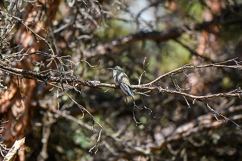 Ecuadorian hillstar - female perched, Antisana Ecological Reserve, Ecuador  Antisana Ecological Reserve,Ecuador,Ecuador 2021,Ecuadorian hillstar,Geotagged,Oreotrochilus chimborazo,South America,Spring,World