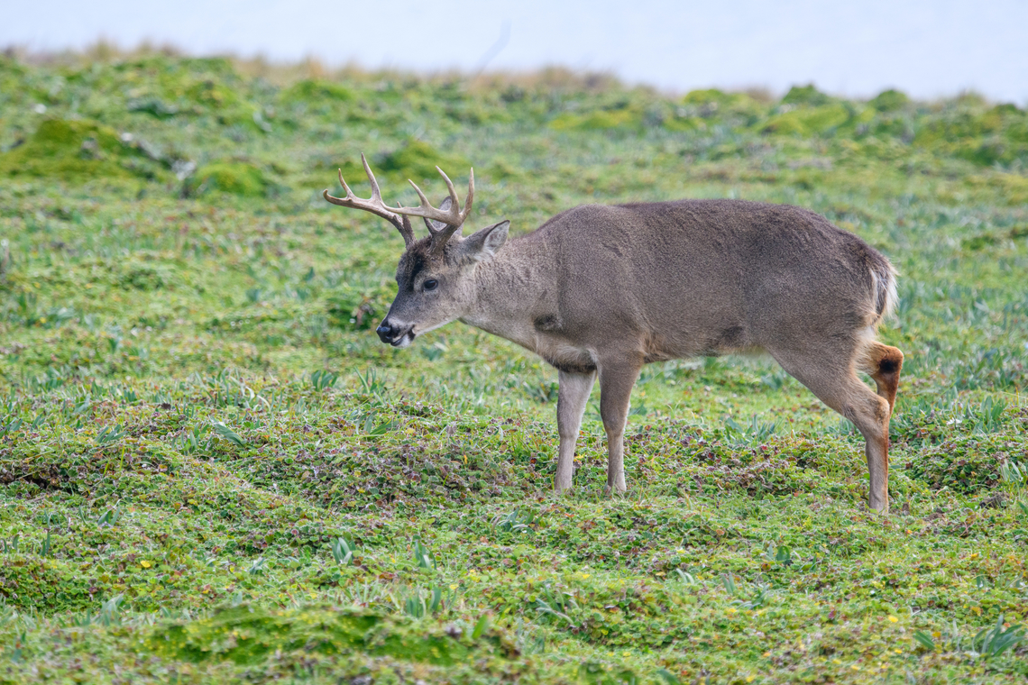 White-tailed deer - male, Antisana Ecological Reserve, Ecuador A young cooperative male, they are probably used to people. Antisana Ecological Reserve,Ecuador,Ecuador 2021,Geotagged,Odocoileus virginianus,South America,Spring,White-tailed deer,World