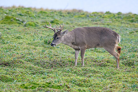 White-tailed deer - male, Antisana Ecological Reserve, Ecuador A young cooperative male, they are probably used to people. Antisana Ecological Reserve,Ecuador,Ecuador 2021,Geotagged,Odocoileus virginianus,South America,Spring,White-tailed deer,World