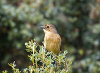 Tawny antpitta - closeup, Antisana Ecological Reserve, Ecuador This bird should be stripped of its titles immediately. Instead of being a serious antpitta, impossible to see, it does the exact opposite. It's always screaming in the open and attracting attention to itself. Hence my new proposed name: Tawny anti-pitta.<br />
https://www.jungledragon.com/image/130048/tawny_antpitta_antisana_ecological_reserve_ecuador.html Antisana Ecological Reserve,Ecuador,Ecuador 2021,Geotagged,Grallaria quitensis,South America,Spring,Tawny antpitta,World