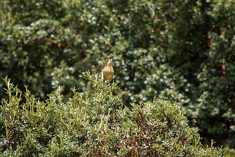 Tawny antpitta, Antisana Ecological Reserve, Ecuador This bird should be stripped of its titles immediately. Instead of being a serious antpitta, impossible to see, it does the exact opposite. It's always screaming in the open and attracting attention to itself. Hence my new proposed name: Tawny anti-pitta.
https://www.jungledragon.com/image/130047/tawny_antpitta_-_closeup_antisana_ecological_reserve_ecuador.html Antisana Ecological Reserve,Ecuador,Ecuador 2021,Geotagged,Grallaria quitensis,South America,Spring,Tawny antpitta,World