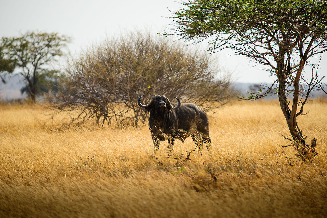 Stressed African Buffalo in Tarangire, Tanzania This looks like quite a tough bull, but in reality it seemed to be in a lot of stress. It was incredibly nervous and ran in different directions. Our guide thought that likely he had lost his connection with the herd, and is now alone, lost and in serious danger. Africa,African buffalo,Syncerus caffer,Tanzania,Tarangire,Tarangire National Park