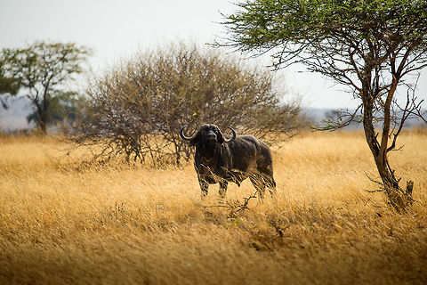 Stressed African Buffalo in Tarangire, Tanzania This looks like quite a tough bull, but in reality it seemed to be in a lot of stress. It was incredibly nervous and ran in different directions. Our guide thought that likely he had lost his connection with the herd, and is now alone, lost and in serious danger. Africa,African buffalo,Syncerus caffer,Tanzania,Tarangire,Tarangire National Park