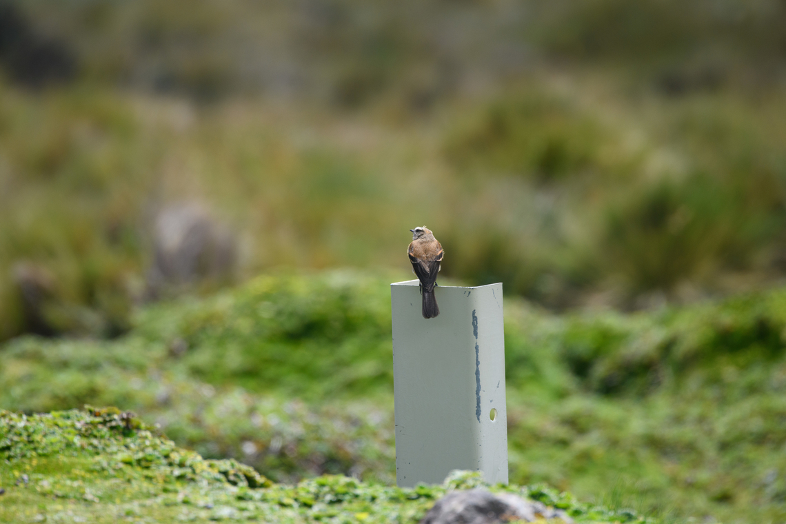 Brown-backed chat-tyrant - backside, Antisana Ecological Reserve, Ecuador Not the most charming object to perch on, but it does give a good view of the bird's features.<br />
<figure class="photo"><a href="https://www.jungledragon.com/image/130037/brown-backed_chat-tyrant_antisana_ecological_reserve_ecuador.html" title="Brown-backed chat-tyrant, Antisana Ecological Reserve, Ecuador"><img src="https://s3.amazonaws.com/media.jungledragon.com/images/2/130037_thumb.jpg?AWSAccessKeyId=05GMT0V3GWVNE7GGM1R2&Expires=1769040010&Signature=gi7Ml%2BbbhQQ2ET04UxXcBtt2SR0%3D" width="200" height="134" alt="Brown-backed chat-tyrant, Antisana Ecological Reserve, Ecuador  Antisana Ecological Reserve,Brown-backed chat-tyrant,Ecuador,Ecuador 2021,Geotagged,Ochthoeca fumicolor,South America,Spring,World" /></a></figure> Antisana Ecological Reserve,Brown-backed chat-tyrant,Ecuador,Ecuador 2021,Geotagged,Ochthoeca fumicolor,South America,Spring,World