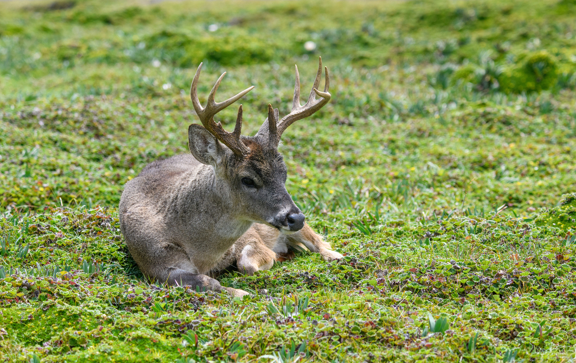 White-tailed deer - male resting, Antisana Ecological Reserve, Ecuador  Antisana Ecological Reserve,Ecuador,Ecuador 2021,Geotagged,Odocoileus virginianus,South America,Spring,White-tailed deer,World