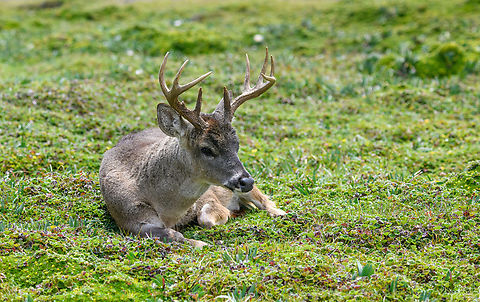 White-tailed deer - male resting, Antisana Ecological Reserve, Ecuador  Antisana Ecological Reserve,Ecuador,Ecuador 2021,Geotagged,Odocoileus virginianus,South America,Spring,White-tailed deer,World