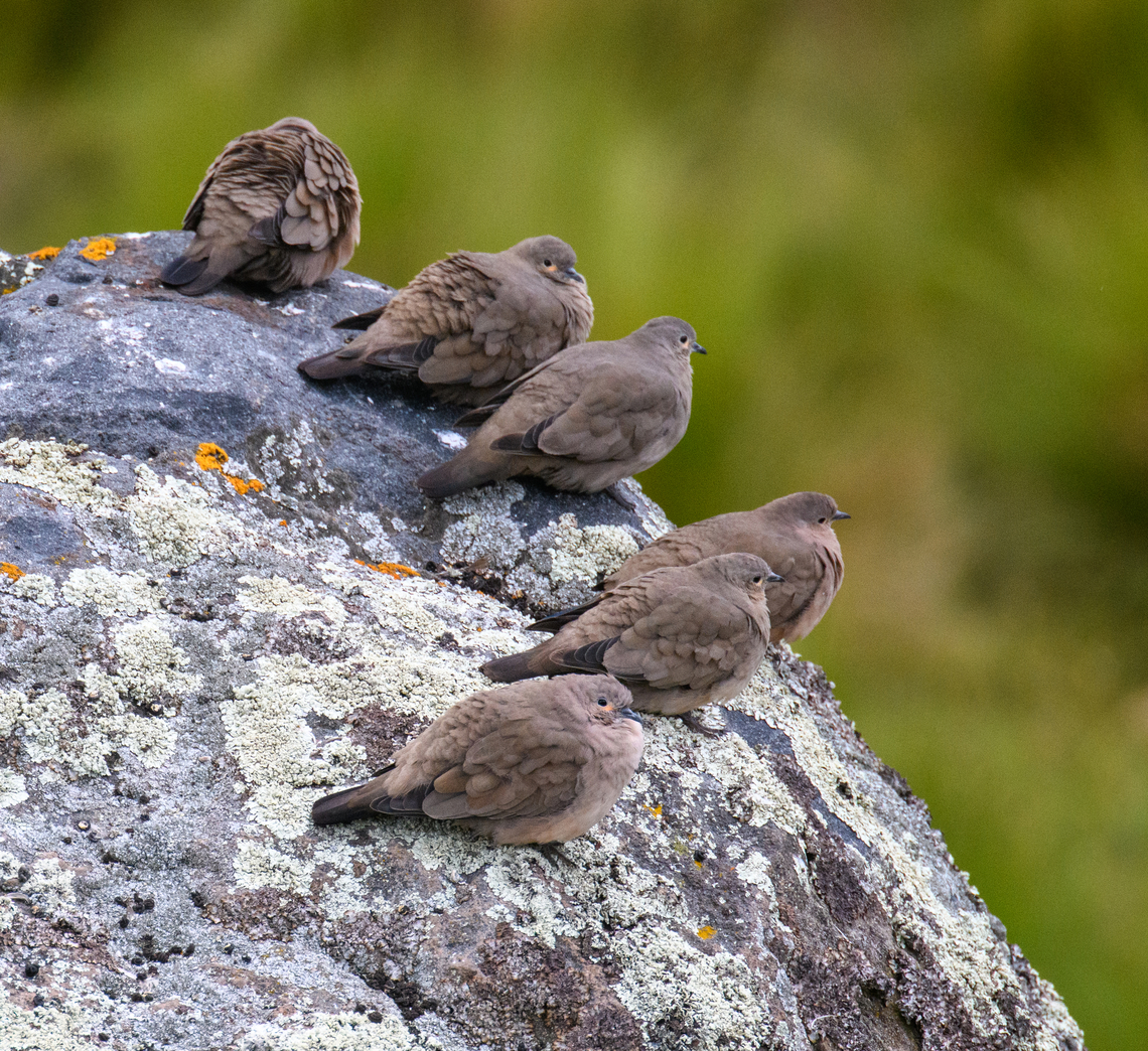 Black-winged ground dove - closeup, Antisana Ecological Reserve, Ecuador A flock strategically positioned to be on watch in every direction.<br />
<figure class="photo"><a href="https://www.jungledragon.com/image/130055/black-winged_ground_dove_antisana_ecological_reserve_ecuador.html" title="Black-winged ground dove, Antisana Ecological Reserve, Ecuador"><img src="https://s3.amazonaws.com/media.jungledragon.com/images/2/130055_thumb.jpg?AWSAccessKeyId=05GMT0V3GWVNE7GGM1R2&Expires=1767225610&Signature=EfsI3Uc%2FQSGlKxLItzhPJbdKNDE%3D" width="200" height="134" alt="Black-winged ground dove, Antisana Ecological Reserve, Ecuador A flock strategically positioned to be on watch in every direction.<br />
https://www.jungledragon.com/image/130054/black-winged_ground_dove_-_closeup_antisana_ecological_reserve_ecuador.html Antisana Ecological Reserve,Black-winged ground dove,Ecuador,Ecuador 2021,Geotagged,Metriopelia melanoptera,South America,Spring,World" /></a></figure> Antisana Ecological Reserve,Black-winged ground dove,Ecuador,Ecuador 2021,Geotagged,Metriopelia melanoptera,South America,Spring,World