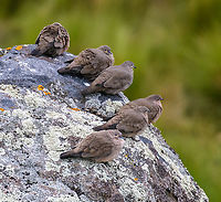 Black-winged ground dove - closeup, Antisana Ecological Reserve, Ecuador A flock strategically positioned to be on watch in every direction.<br />
https://www.jungledragon.com/image/130055/black-winged_ground_dove_antisana_ecological_reserve_ecuador.html Antisana Ecological Reserve,Black-winged ground dove,Ecuador,Ecuador 2021,Geotagged,Metriopelia melanoptera,South America,Spring,World