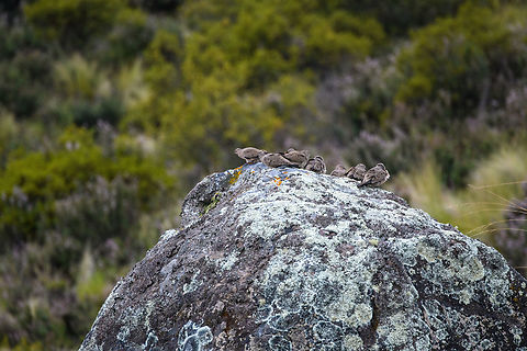 Black-winged ground dove, Antisana Ecological Reserve, Ecuador A flock strategically positioned to be on watch in every direction.
https://www.jungledragon.com/image/130054/black-winged_ground_dove_-_closeup_antisana_ecological_reserve_ecuador.html Antisana Ecological Reserve,Black-winged ground dove,Ecuador,Ecuador 2021,Geotagged,Metriopelia melanoptera,South America,Spring,World