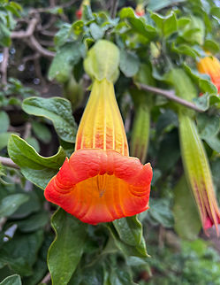 Red angel's trumpet, Antisana Ecological Reserve, Ecuador https://www.jungledragon.com/image/130057/red_angels_trumpet_-_closeup_antisana_ecological_reserve_ecuador.html Antisana Ecological Reserve,Brugmansia sanguinea,Ecuador,Ecuador 2021,Geotagged,Red angel's trumpet,South America,Spring,World