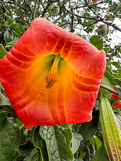 Red angel's trumpet - closeup, Antisana Ecological Reserve, Ecuador https://www.jungledragon.com/image/130056/red_angels_trumpet_antisana_ecological_reserve_ecuador.html Antisana Ecological Reserve,Brugmansia sanguinea,Ecuador,Ecuador 2021,Geotagged,Red angel's trumpet,South America,Spring,World