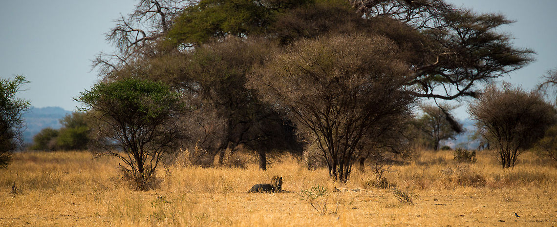 Male lion and lioness mating in Tarangire NP, Tanzania  Africa,Lion,Panthera leo,Tanzania,Tarangire,Tarangire National Park