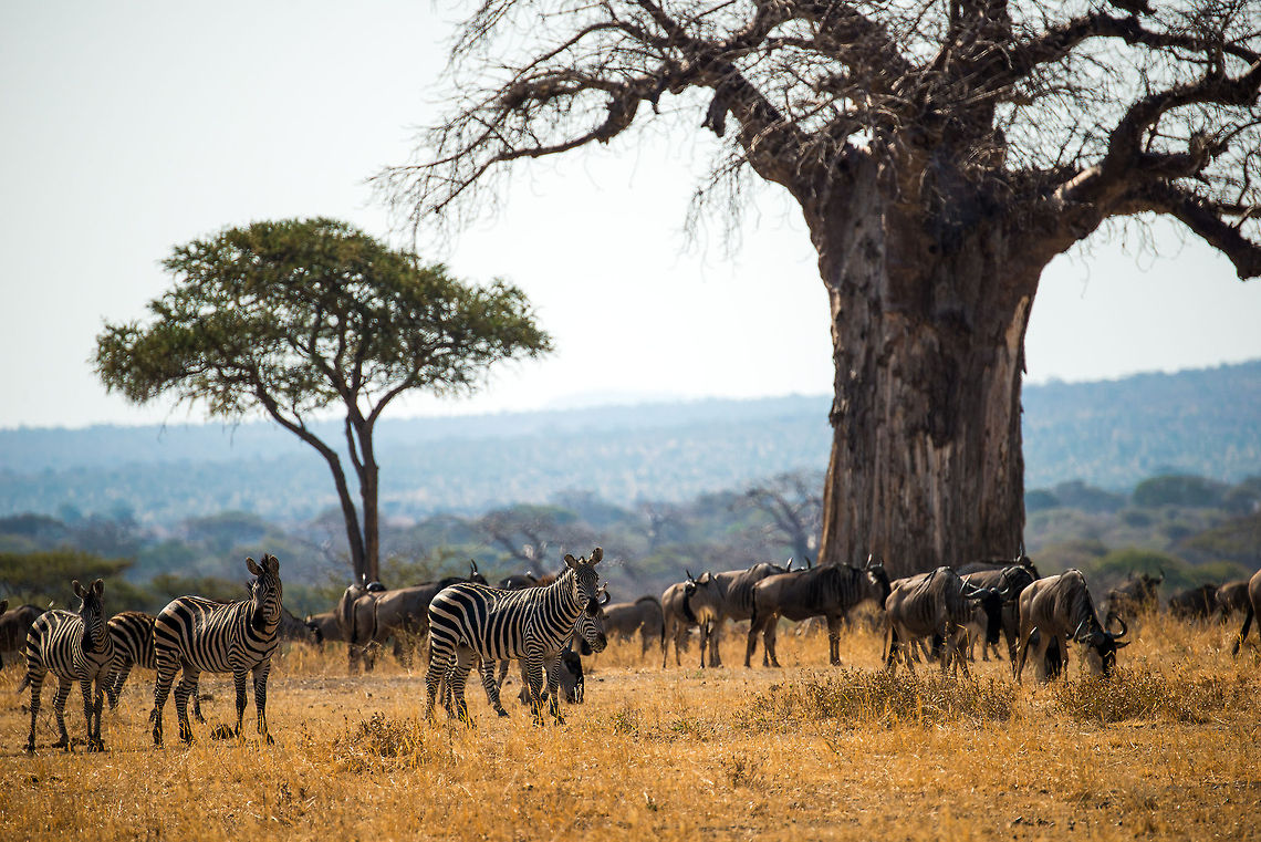 Common Zebras and Wildebeests nearing a lion This mixed herd of Zebras and Wildebeests is awaiting further instructions, as the leading Zebras has smelled a lion ahead of the path. In the background is one of the many huge baobabs found in Tarangire NP. Africa,Equus quagga,Plains zebra,Tanzania,Tarangire,Tarangire National Park