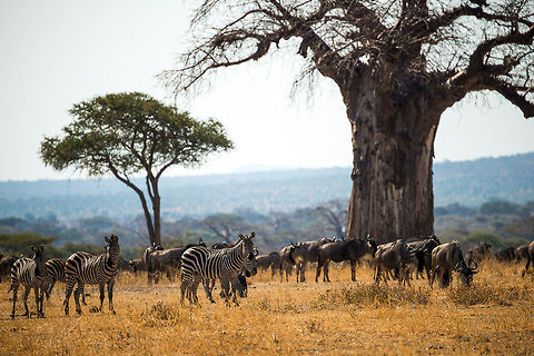 Common Zebras and Wildebeests nearing a lion This mixed herd of Zebras and Wildebeests is awaiting further instructions, as the leading Zebras has smelled a lion ahead of the path. In the background is one of the many huge baobabs found in Tarangire NP. Africa,Equus quagga,Plains zebra,Tanzania,Tarangire,Tarangire National Park