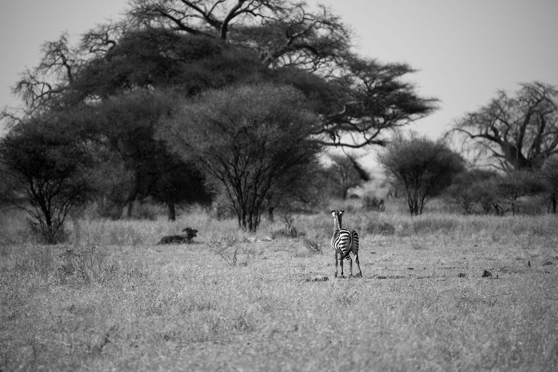 Zebra faces lion in Tarangire, Tanzania (B&W) This zebra is leading a pack of a few hundred other Zebras and Wildebeests. After encountering a lion couple below the tree, this Zebra takes his responsibility into the extremes. Not only is it testing the danger, it is even challenging the lions. It should be said though that the lions are in mating mode, and cause no direct danger in that state. Still, an impressive sign of leadership. Africa,Equus quagga,Plains zebra,Tanzania,Tarangire,Tarangire National Park