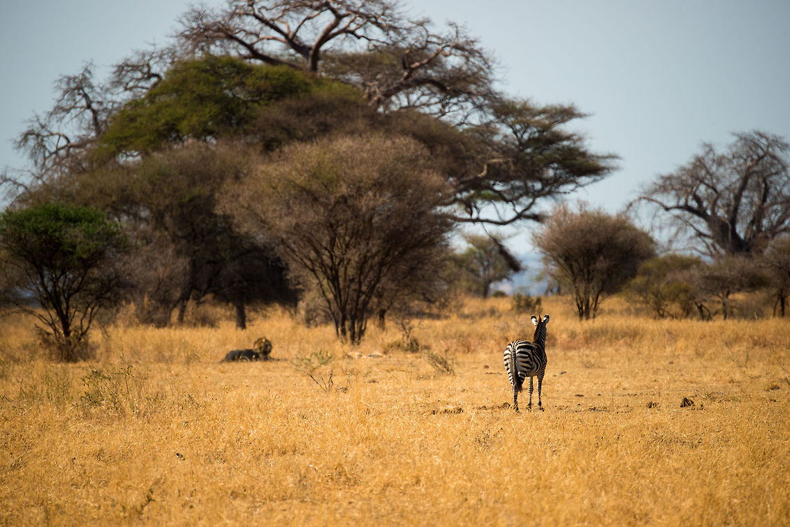 Zebra faces lion in Tarangire, Tanzania This zebra is leading a pack of a few hundred other Zebras and Wildebeests. After encountering a lion couple below the tree, this Zebra takes his responsibility into the extremes. Not only is it testing the danger, it is even challenging the lions. It should be said though that the lions are in mating mode, and cause no direct danger in that state. Still, an impressive sign of leadership.  Africa,Equus quagga,Plains zebra,Tanzania,Tarangire,Tarangire National Park