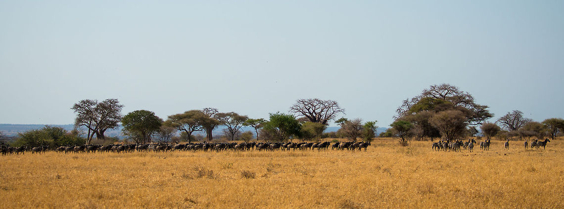 Zebras leading Wildebeests I have shared several shots of mixed herd of Zebras and Wildebeests, where I kept mentioning that Zebras lead whilst Wildebeests follow. This photo is the ultimate proof of that, although you should probably launch it fullscreen to properly see it.<br />
<br />
Note that to the right of the leading group of Zebras, there is a lion couple, not visible in this shot. Africa,Blue wildebeest,Connochaetes taurinus,Tanzania,Tarangire,Tarangire National Park