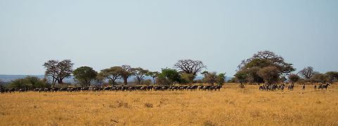 Zebras leading Wildebeests I have shared several shots of mixed herd of Zebras and Wildebeests, where I kept mentioning that Zebras lead whilst Wildebeests follow. This photo is the ultimate proof of that, although you should probably launch it fullscreen to properly see it.

Note that to the right of the leading group of Zebras, there is a lion couple, not visible in this shot. Africa,Blue wildebeest,Connochaetes taurinus,Tanzania,Tarangire,Tarangire National Park