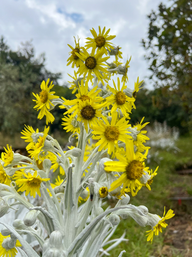 Senecio niveoaureus, Antisana Ecological Reserve, Ecuador A somewhat bizarre plant in the sunflower family, found at very high altitudes (3,000 - 4,600m). Information is scarce but the pale fuzzy appearance is common in many other P&aacute;ramo plants. I believe its optimized for taking in moisture from the air, as the soil is very poor.<br />
<figure class="photo"><a href="https://www.jungledragon.com/image/130185/senecio_niveoaureus_antisana_ecological_reserve_ecuador.html" title="Senecio niveoaureus, Antisana Ecological Reserve, Ecuador"><img src="https://s3.amazonaws.com/media.jungledragon.com/images/2/130185_thumb.jpg?AWSAccessKeyId=05GMT0V3GWVNE7GGM1R2&Expires=1769040010&Signature=SPoKGfxDuf7wtT3PhiFN7F3ATcg%3D" width="114" height="152" alt="Senecio niveoaureus, Antisana Ecological Reserve, Ecuador A somewhat bizarre plant in the sunflower family, found at very high altitudes (3,000 - 4,600m). Information is scarce but the pale fuzzy appearance is common in many other P&aacute;ramo plants. I believe its optimized for taking in moisture from the air, as the soil is very poor.<br />
https://www.jungledragon.com/image/130184/senecio_niveoaureus_antisana_ecological_reserve_ecuador.html Antisana Ecological Reserve,Ecuador,Ecuador 2021,Geotagged,Senecio niveoaureus,South America,Spring,World" /></a></figure> Antisana Ecological Reserve,Ecuador,Ecuador 2021,Geotagged,Páramo,Senecio niveoaureus,South America,Spring,World