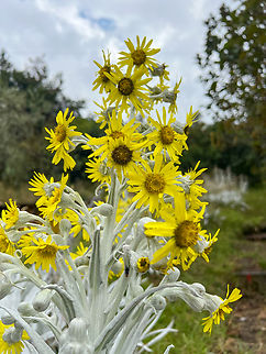 Senecio niveoaureus, Antisana Ecological Reserve, Ecuador A somewhat bizarre plant in the sunflower family, found at very high altitudes (3,000 - 4,600m). Information is scarce but the pale fuzzy appearance is common in many other Páramo plants. I believe its optimized for taking in moisture from the air, as the soil is very poor.
https://www.jungledragon.com/image/130185/senecio_niveoaureus_antisana_ecological_reserve_ecuador.html Antisana Ecological Reserve,Ecuador,Ecuador 2021,Geotagged,Páramo,Senecio niveoaureus,South America,Spring,World