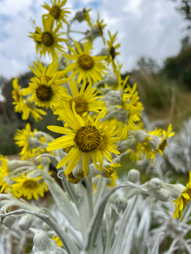 Senecio niveoaureus, Antisana Ecological Reserve, Ecuador A somewhat bizarre plant in the sunflower family, found at very high altitudes (3,000 - 4,600m). Information is scarce but the pale fuzzy appearance is common in many other P&aacute;ramo plants. I believe its optimized for taking in moisture from the air, as the soil is very poor.<br />
<figure class="photo"><a href="https://www.jungledragon.com/image/130184/senecio_niveoaureus_antisana_ecological_reserve_ecuador.html" title="Senecio niveoaureus, Antisana Ecological Reserve, Ecuador"><img src="https://s3.amazonaws.com/media.jungledragon.com/images/2/130184_thumb.jpg?AWSAccessKeyId=05GMT0V3GWVNE7GGM1R2&Expires=1769040010&Signature=Fi%2BGz6AkLPsEX%2BiYTM9nuHj%2FnRM%3D" width="114" height="152" alt="Senecio niveoaureus, Antisana Ecological Reserve, Ecuador A somewhat bizarre plant in the sunflower family, found at very high altitudes (3,000 - 4,600m). Information is scarce but the pale fuzzy appearance is common in many other P&aacute;ramo plants. I believe its optimized for taking in moisture from the air, as the soil is very poor.<br />
https://www.jungledragon.com/image/130185/senecio_niveoaureus_antisana_ecological_reserve_ecuador.html Antisana Ecological Reserve,Ecuador,Ecuador 2021,Geotagged,P&aacute;ramo,Senecio niveoaureus,South America,Spring,World" /></a></figure> Antisana Ecological Reserve,Ecuador,Ecuador 2021,Geotagged,Senecio niveoaureus,South America,Spring,World