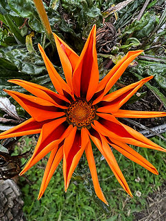 Striped Treasureflower, Antisana Ecological Reserve, Ecuador Introduced, cultivated. Found near a restaurant in Antisana Ecological Reserve. Antisana Ecological Reserve,Ecuador,Ecuador 2021,Gazania linearis,Geotagged,South America,Spring,World