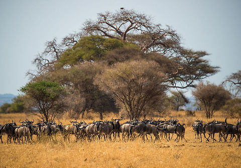 Wildebeest herd changing course in Tanzania due to lions A few Zebra scouts leading this herd have sensed lions and tested the danger. They concluded it is not safe to continue the path, in this moment you say the Wildebeests realize that, and turn around to change course. Africa,Blue wildebeest,Connochaetes taurinus,Tanzania,Tarangire,Tarangire National Park