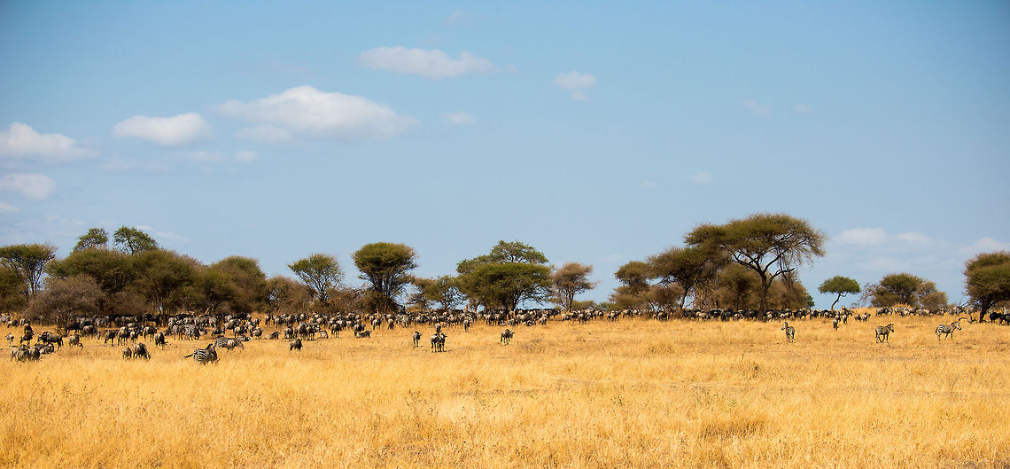 Small migration A wide view on a herd of several hundreds of Wildebeests and Zebras. In Tanzania, this would be considered a small split herd, but to my western eyes, any gathering of animals above one is already impressive. Africa,Blue wildebeest,Connochaetes taurinus,Tanzania,Tarangire,Tarangire National Park